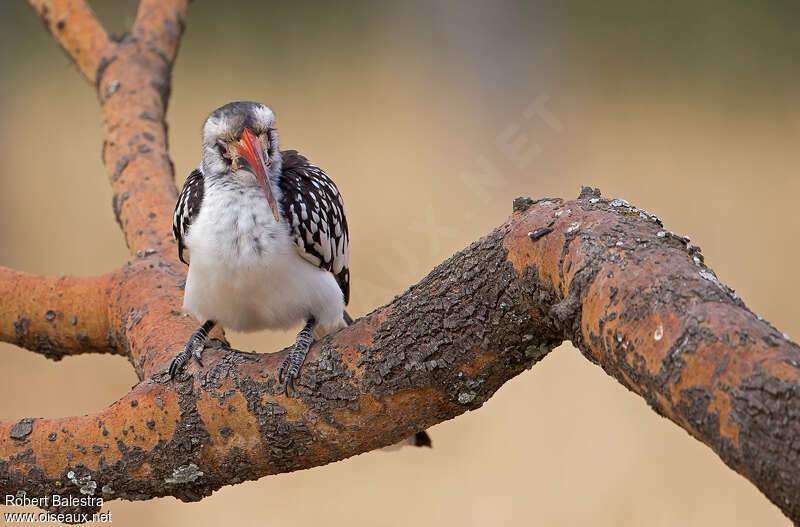 Northern Red-billed Hornbill male