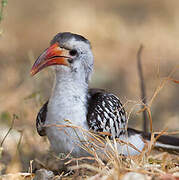 Northern Red-billed Hornbill