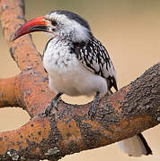 Northern Red-billed Hornbill