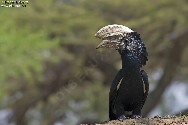 Silvery-cheeked Hornbill, identification