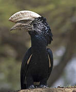 Silvery-cheeked Hornbill