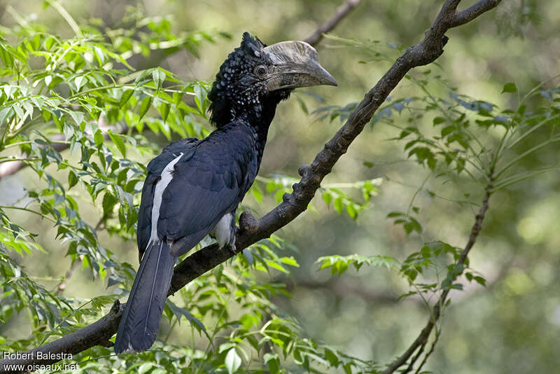 Silvery-cheeked Hornbill female, identification