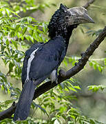 Silvery-cheeked Hornbill