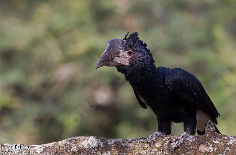 Silvery-cheeked Hornbill female adult, identification