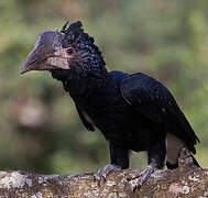 Silvery-cheeked Hornbill