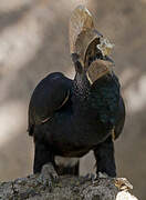 Silvery-cheeked Hornbill