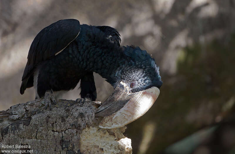 Silvery-cheeked Hornbill male adult, feeding habits, Behaviour