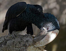 Silvery-cheeked Hornbill