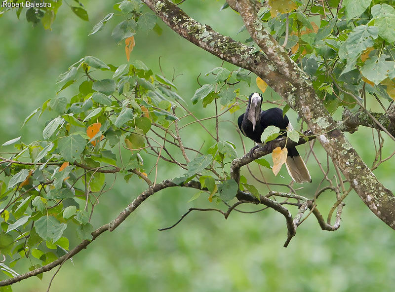 Black-and-white-casqued Hornbill