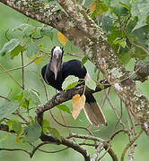 Black-and-white-casqued Hornbill