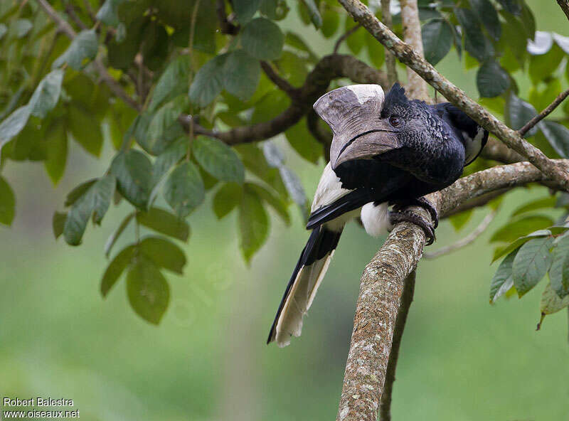 Black-and-white-casqued Hornbill male adult, Behaviour