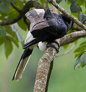 Black-and-white-casqued Hornbill