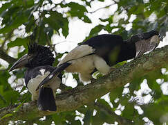 Black-and-white-casqued Hornbill