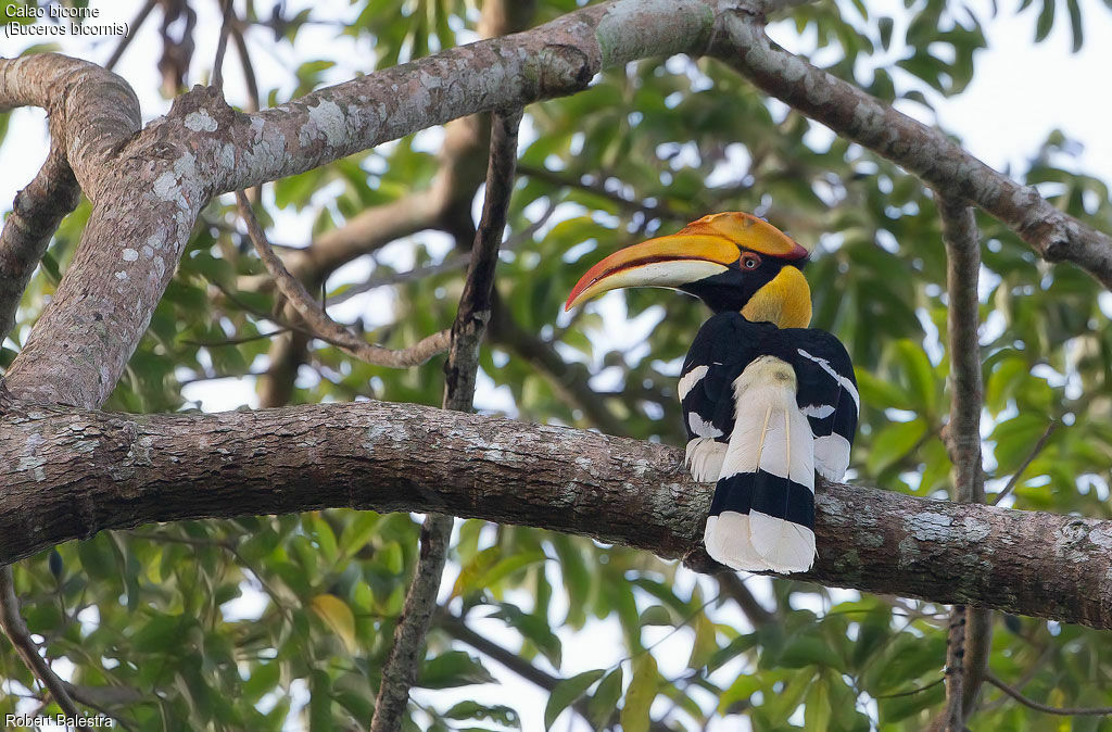 Great Hornbill