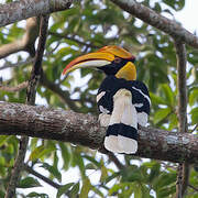 Great Hornbill