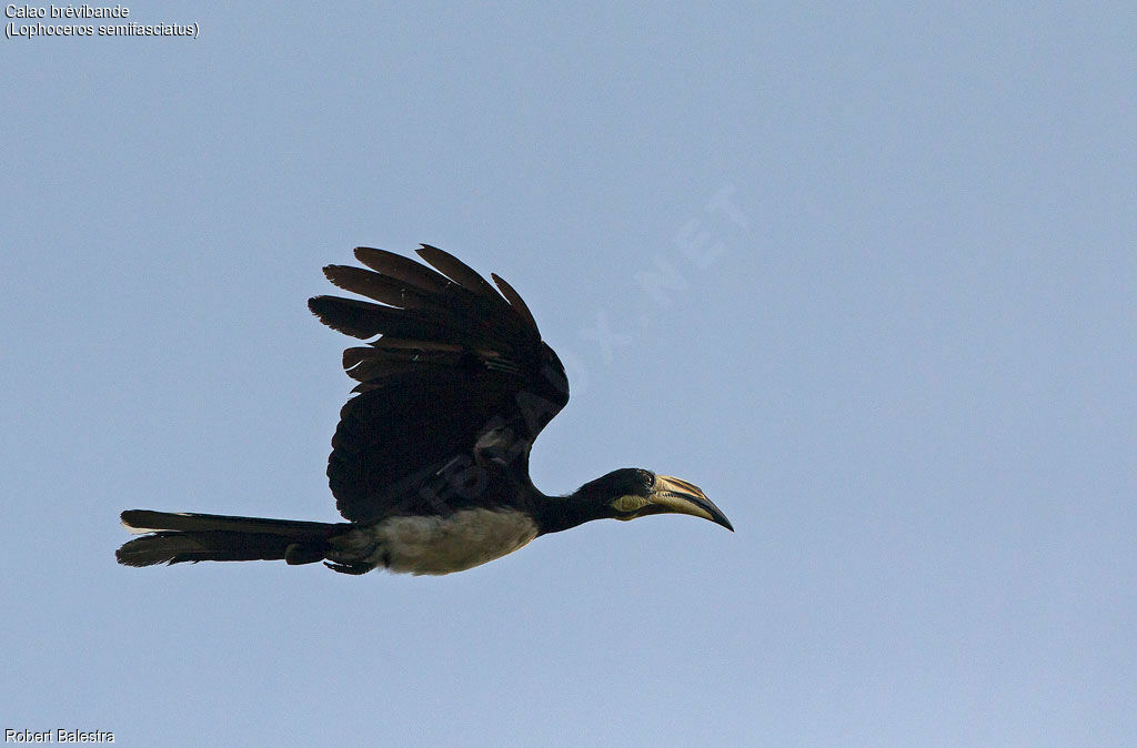 West African Pied Hornbill