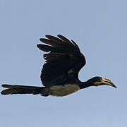 West African Pied Hornbill