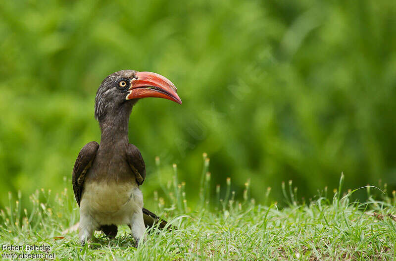 Crowned Hornbill male adult