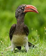 Crowned Hornbill