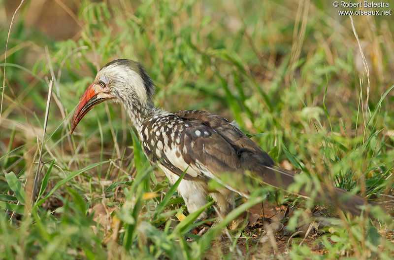 Southern Red-billed Hornbill