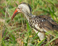 Southern Red-billed Hornbill