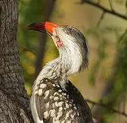 Southern Red-billed Hornbill