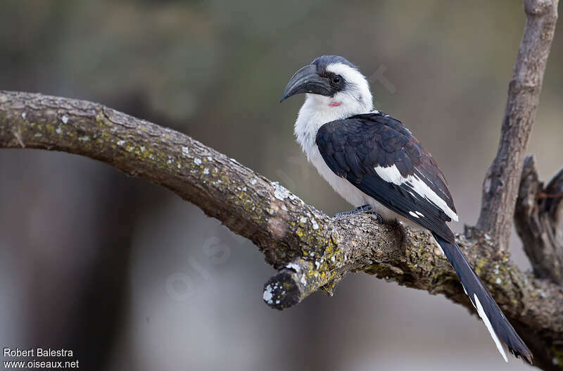 Calao de Decken femelle adulte, identification