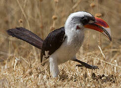 Von der Decken's Hornbill