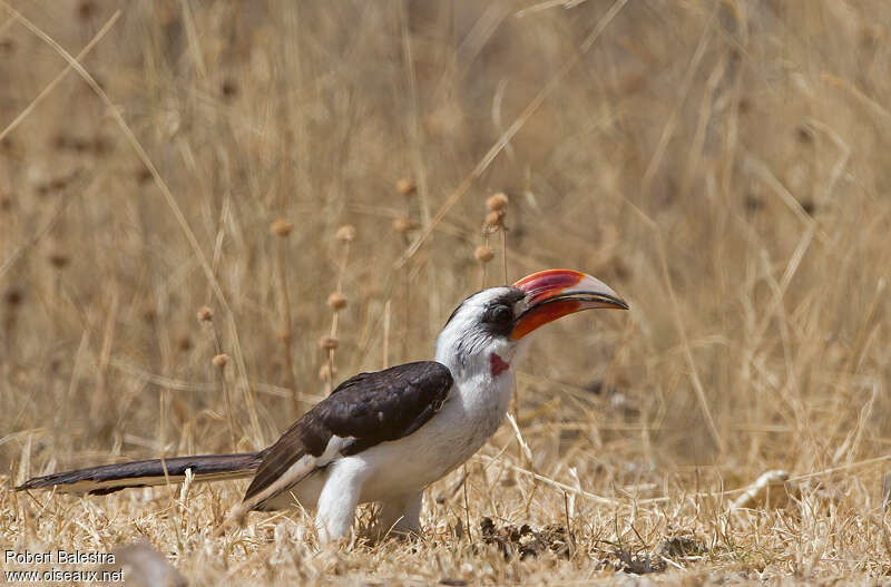 Von der Decken's Hornbill male adult, habitat