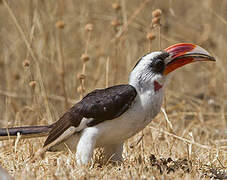 Von der Decken's Hornbill