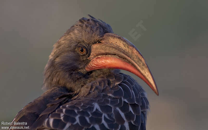 Hemprich's Hornbilladult, close-up portrait