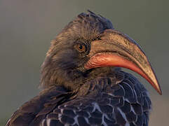 Hemprich's Hornbill