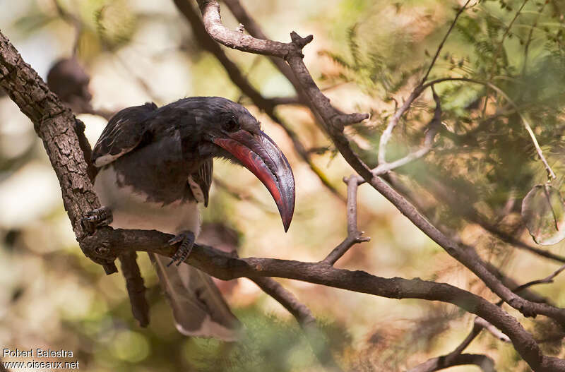 Hemprich's Hornbill male adult, Behaviour