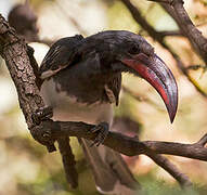 Hemprich's Hornbill