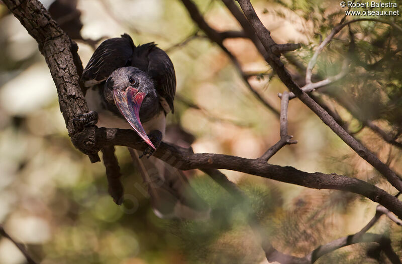 Hemprich's Hornbill male