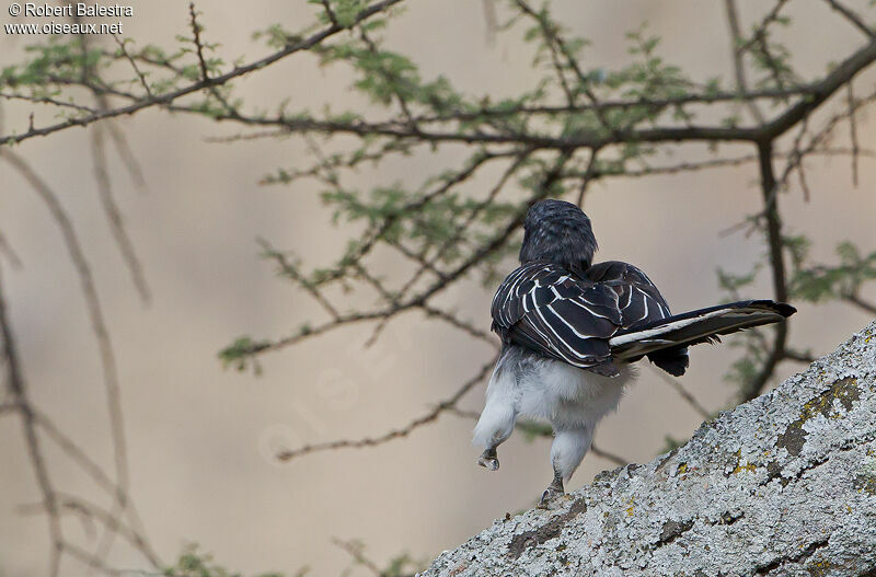 Hemprich's Hornbill