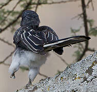 Hemprich's Hornbill