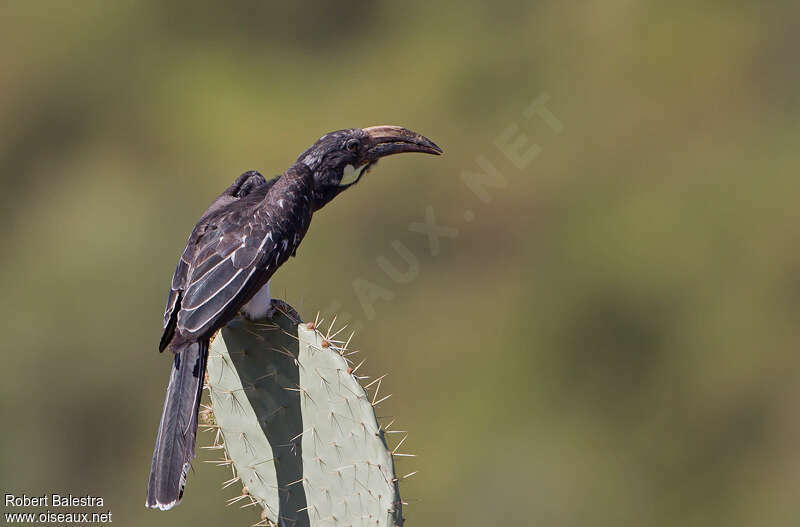 Hemprich's Hornbilladult, Behaviour