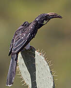 Hemprich's Hornbill