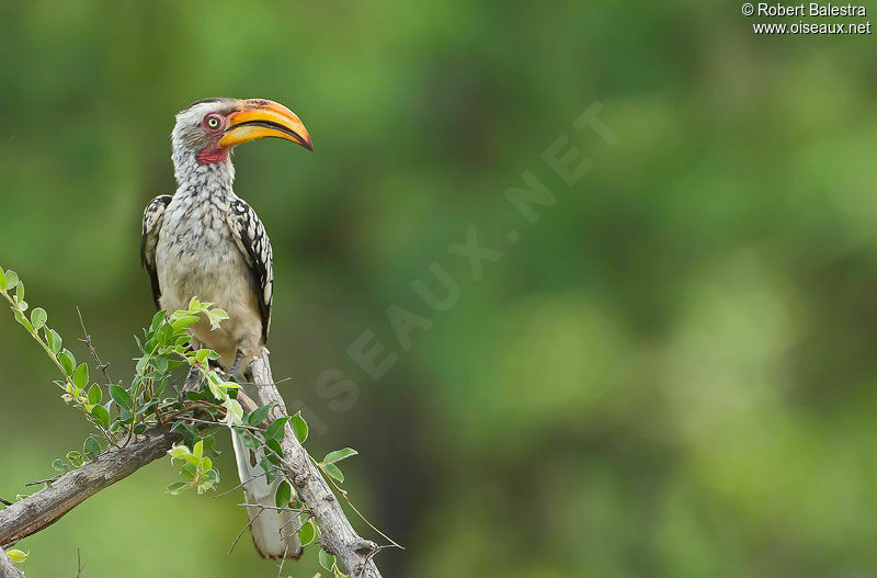 Southern Yellow-billed Hornbill