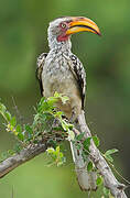 Southern Yellow-billed Hornbill