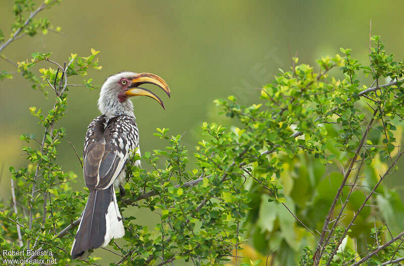 Southern Yellow-billed Hornbilladult, Behaviour