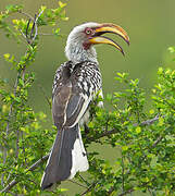 Southern Yellow-billed Hornbill