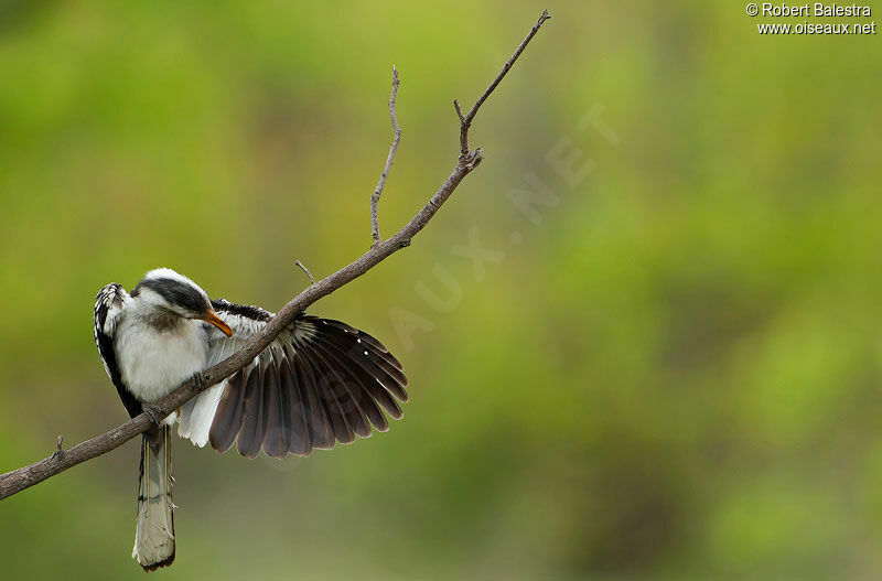 Southern Yellow-billed Hornbill