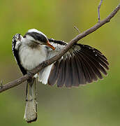 Southern Yellow-billed Hornbill