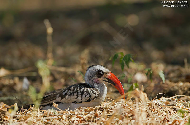 Western Red-billed Hornbill