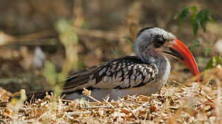 Western Red-billed Hornbill