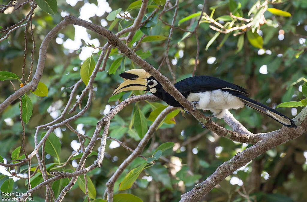 Oriental Pied Hornbill male, Behaviour