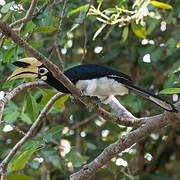 Oriental Pied Hornbill