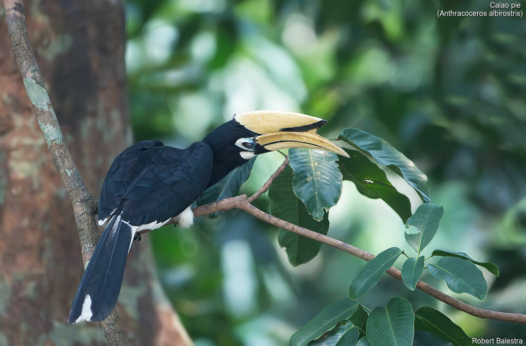 Oriental Pied Hornbill